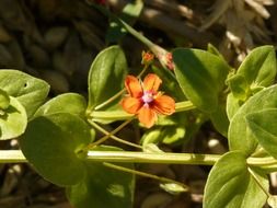 orange flowers, vineyard star
