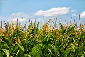 farm grain field on blue sky background