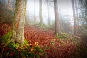 orange leaves on the ground in the forest