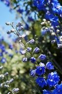 bright blue flowers belladonna