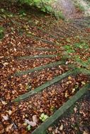 forest path in the leaves