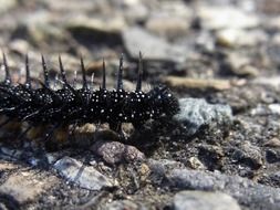 black caterpillar on the ground close up