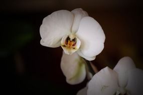 white orchid in the dark