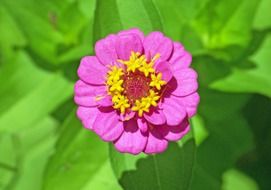pink flower with yellow center close up