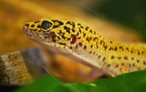 leopard gecko head close-up on blurred background