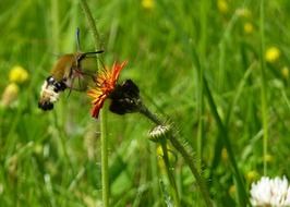 hummingbird moth on the wild flower