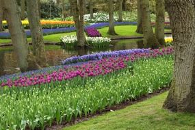 floral bright park in holland