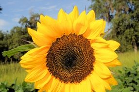 Close-up of the beautiful, yellow sunflower with orange and brown core among the green plants