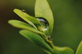 clear water drops on the green leaves