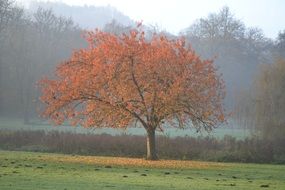 orange autumn tree on a background of foggy field