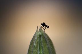 small insect on a green bud