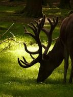 red deer grazing in a meadow in the glare of light