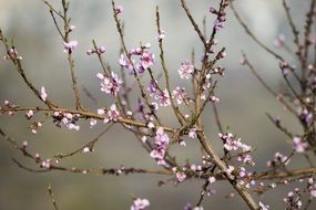 incomparable pink blossoms tree