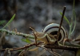 snail on a dry branch close up