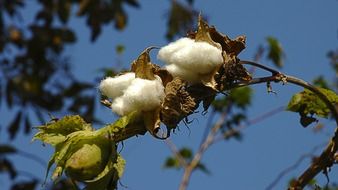 Cotton on the plant