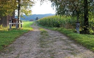 landscape of cornfields