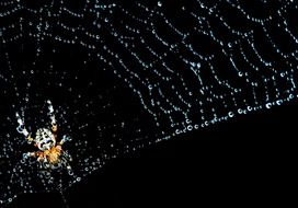 exotic spider is on a cobweb