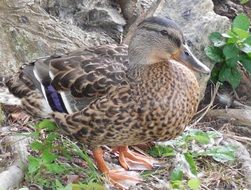 Mallard stands on the ground near the stones