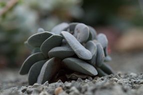 heap of grey stones