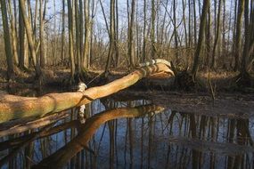 swamp among the trees in the forest