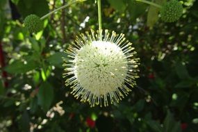 funny tree blossom