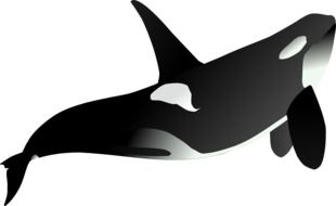 Clipart of the beautiful, black and white orca at white background