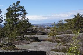 trees rocks landscape