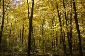 beech forest in october