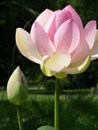 delicate summer lotus flower