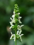 upright betony blossom