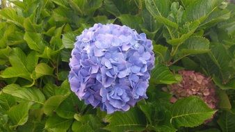 Picture of hydrangea flower