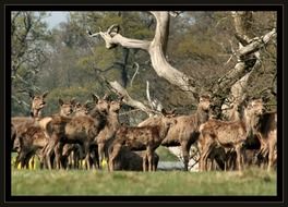 herd of deer near dry wood