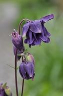 violet columbine flower