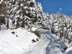 trail in the winter snowy forest