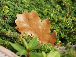 oak leaf on moss