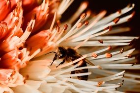 bee pollinates a flower close-up