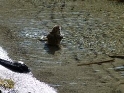 bathing bird