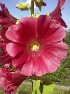Pink mallow flowers
