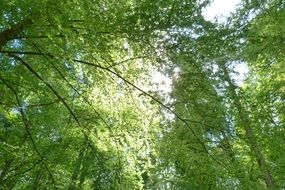 landscape of green very beautiful deciduous forest