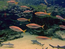 Exotic fish in aquarium