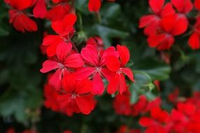 scarlet geraniums in the garden
