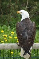 majestic bald eagle