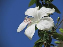 white hibiscus flower on a background of blue sky