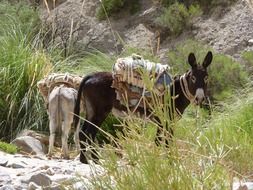 farm donkeys in argentina