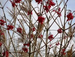 bush of a rowanberries with red berries
