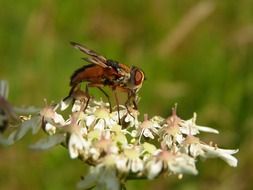 black fly on a flowering plant
