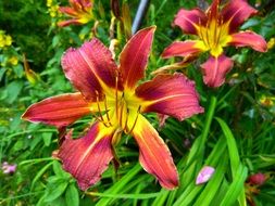 yellow red daylily