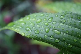 macro photo of raindrops on a green grass