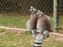 cute ring-tailed lemurs in the zoo