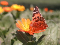 Orange butterfly on the beautiful orange flower